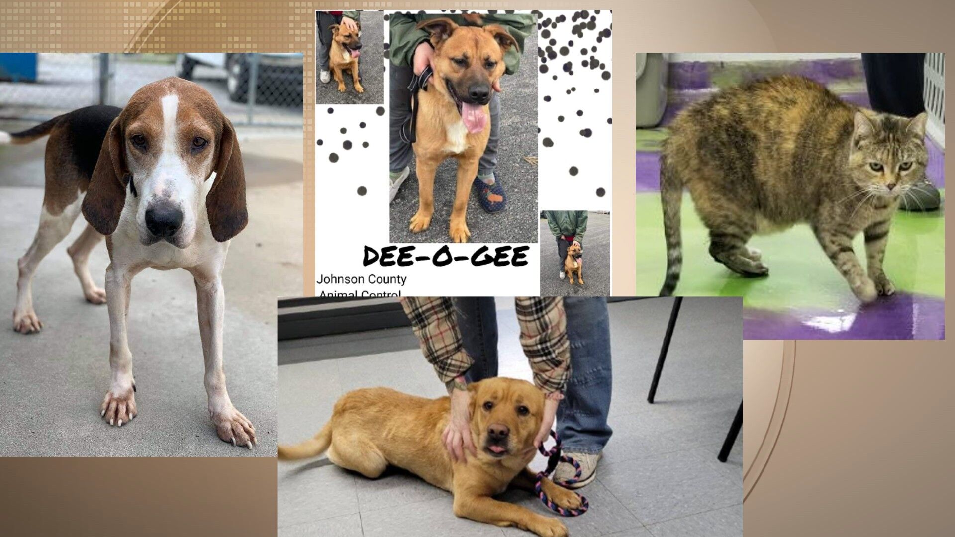 Pets of the Week: January 13, 2022